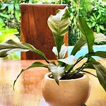 Danaya\'S Villa