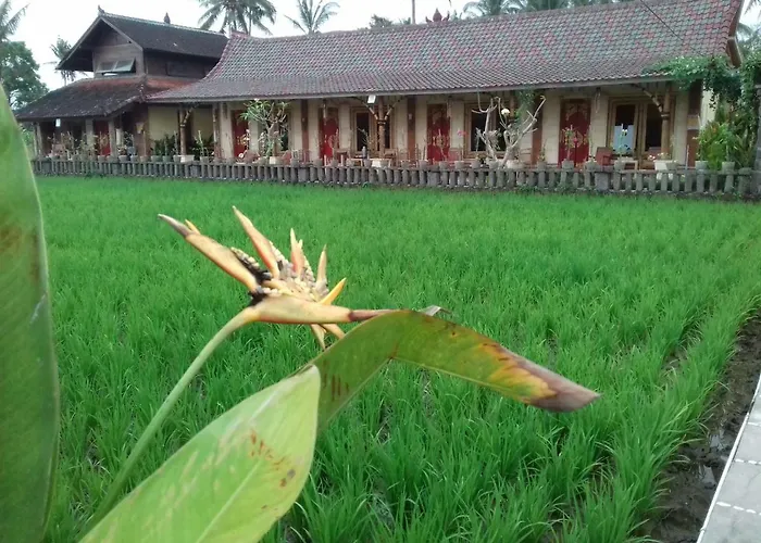 Rice Padi Artha