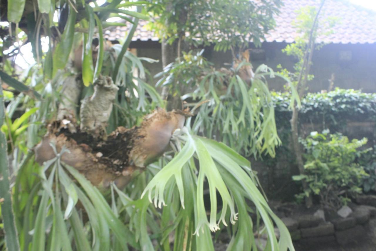 Umah De Arlika Accommodatie bij particulieren Ubud