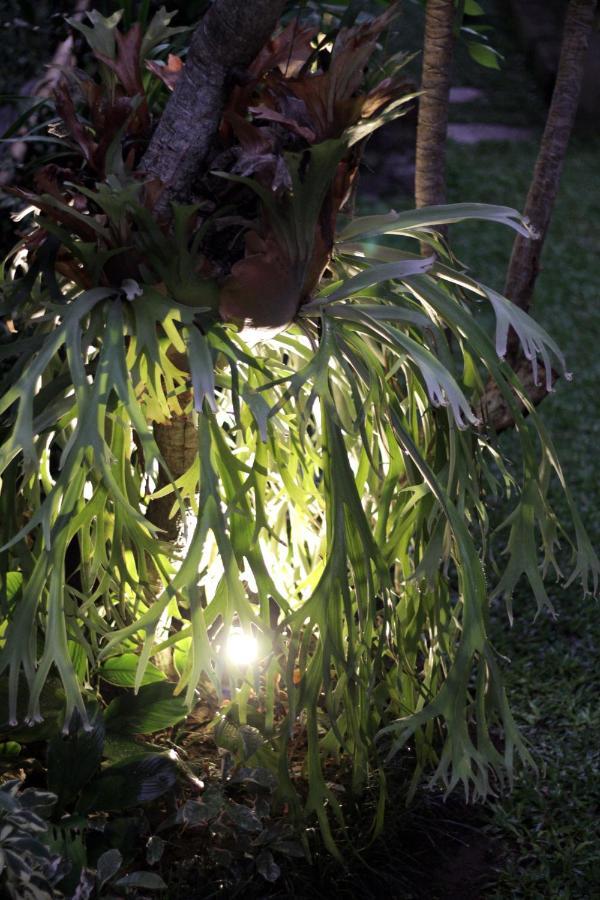 Homestay Sari House - Balinese Style