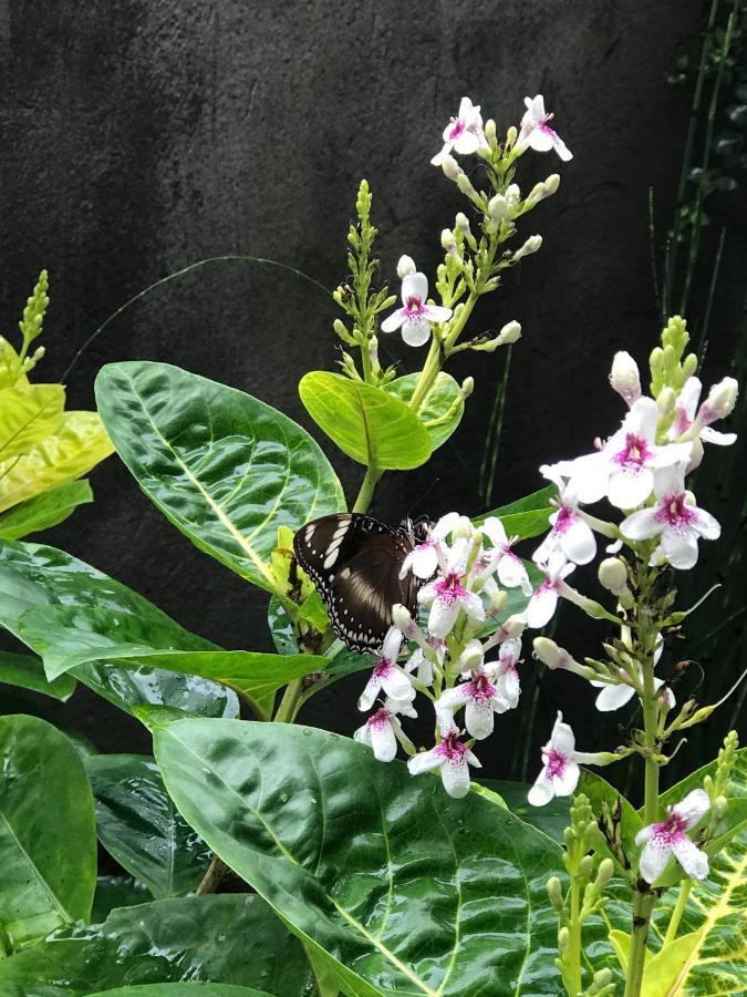 Griya Telaga Jumpung *