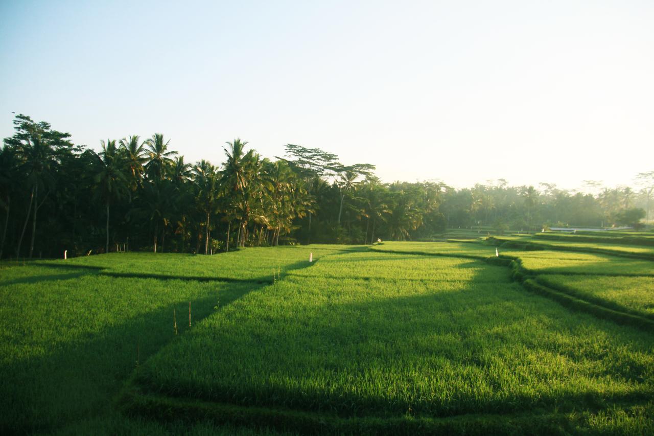 Greenfield Luxury Villa