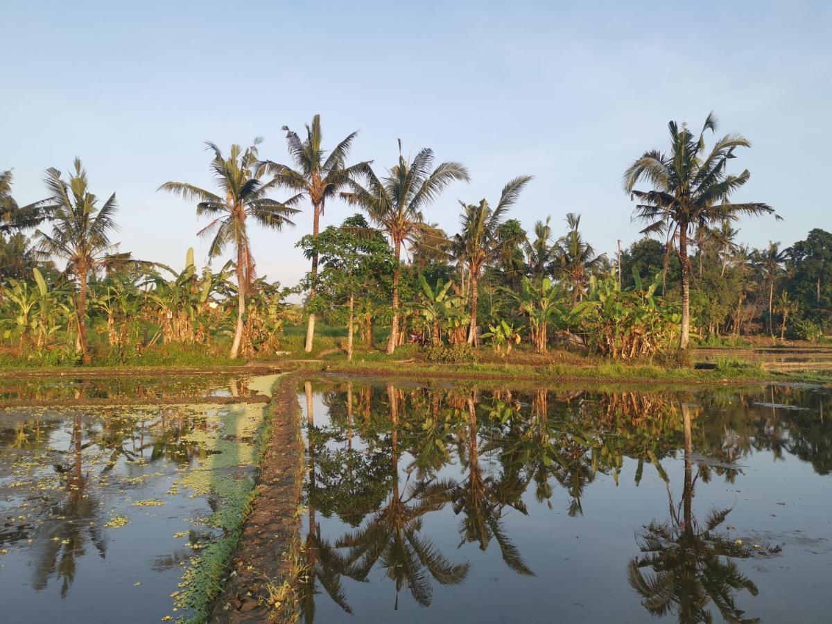 Paya -