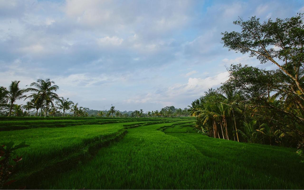 Rumah Capung Full Ubud