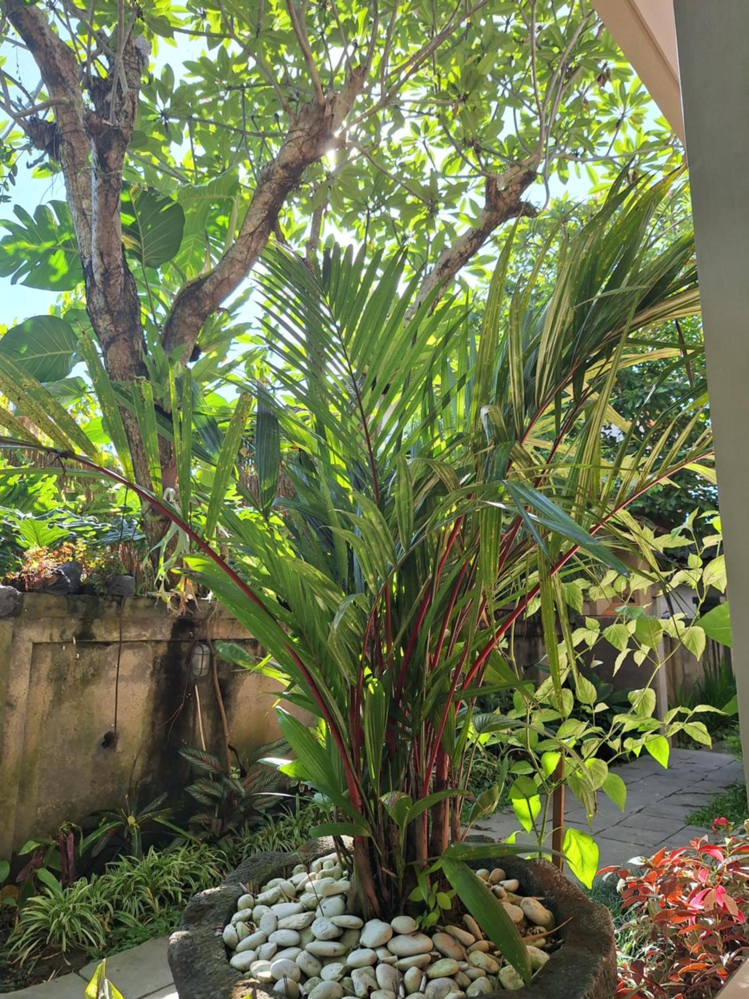 Kasapa Guest house *