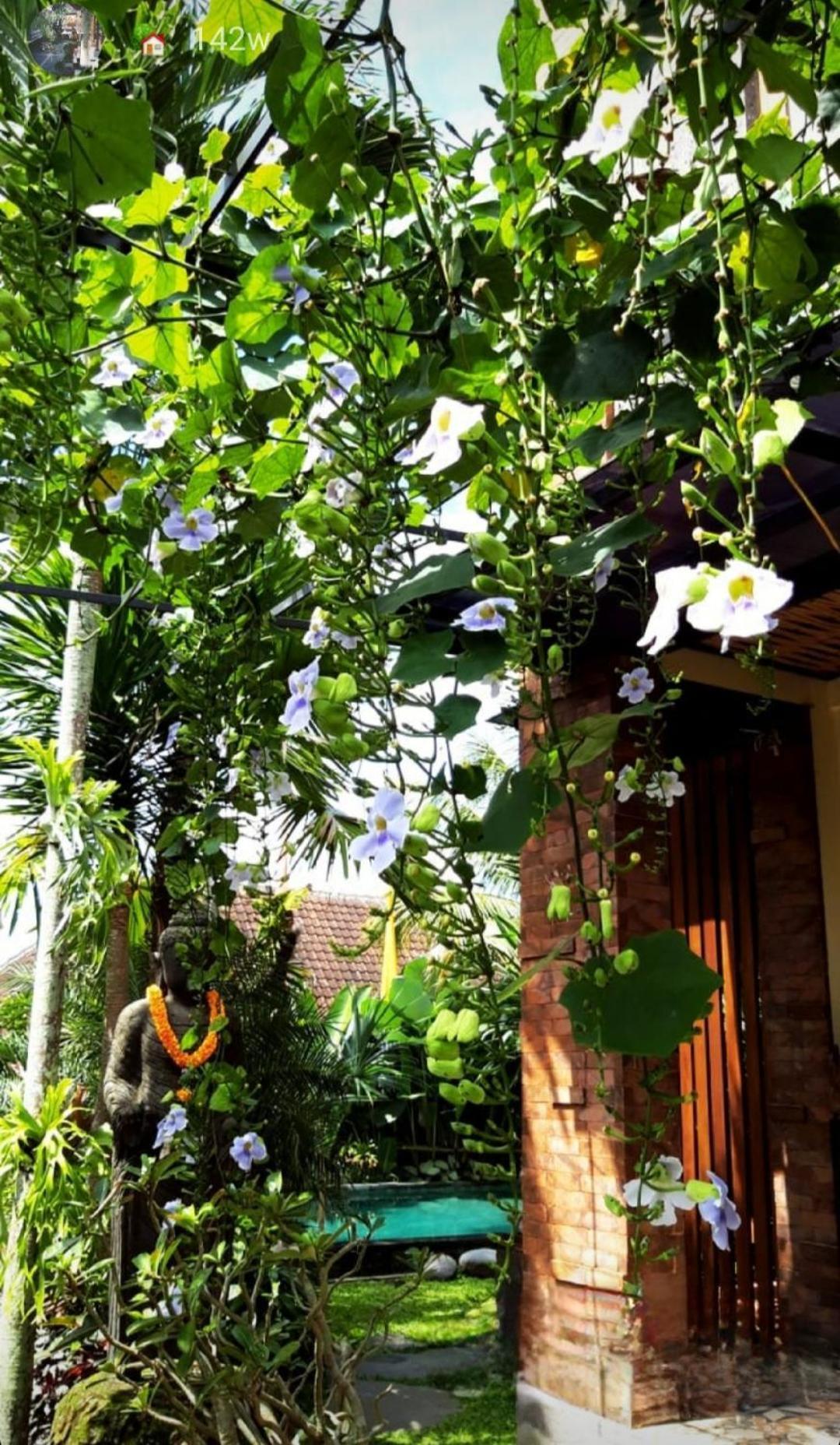 Buda Amitaba Guest house *