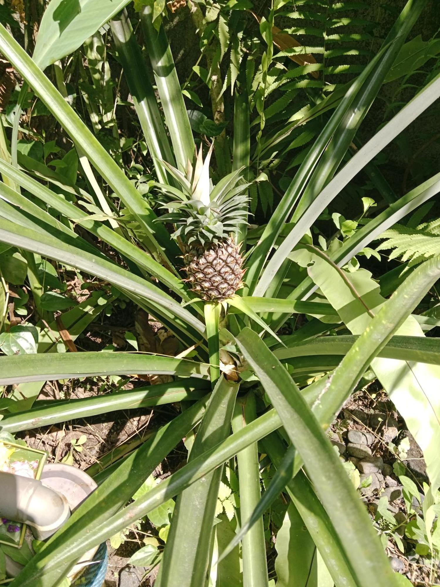 Guest house Sunrise Coconut House Ubud (Bali)