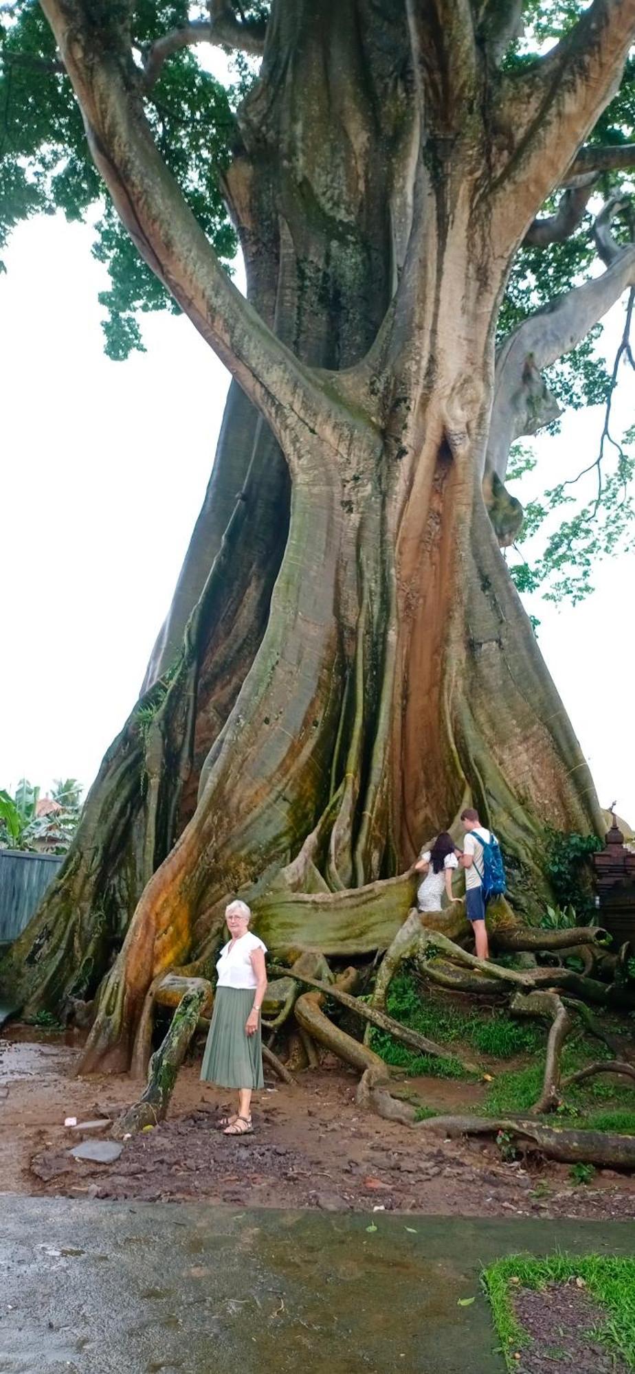 Mon Reve * Ubud