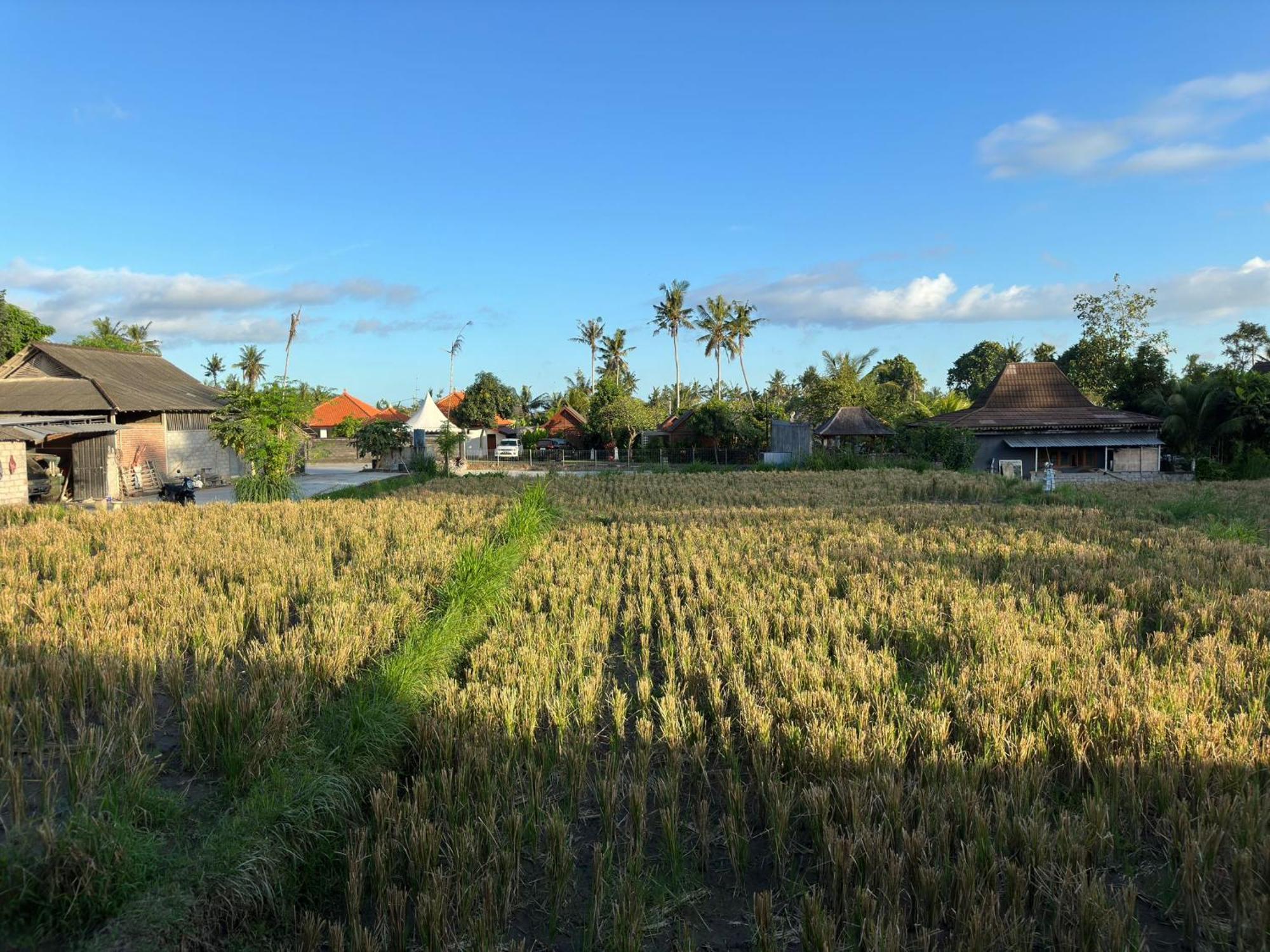 Munay * Ubud