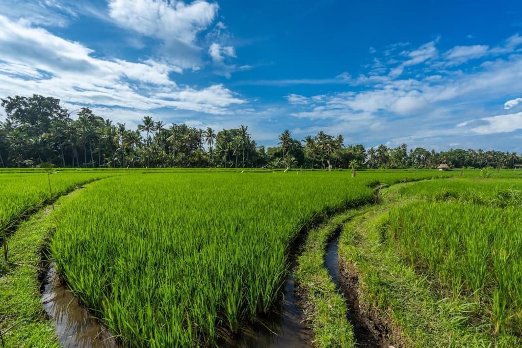 Family - 2 Bedrooms - Pool - Garden - Rice Field & Jungle Views Ubud (Bali)