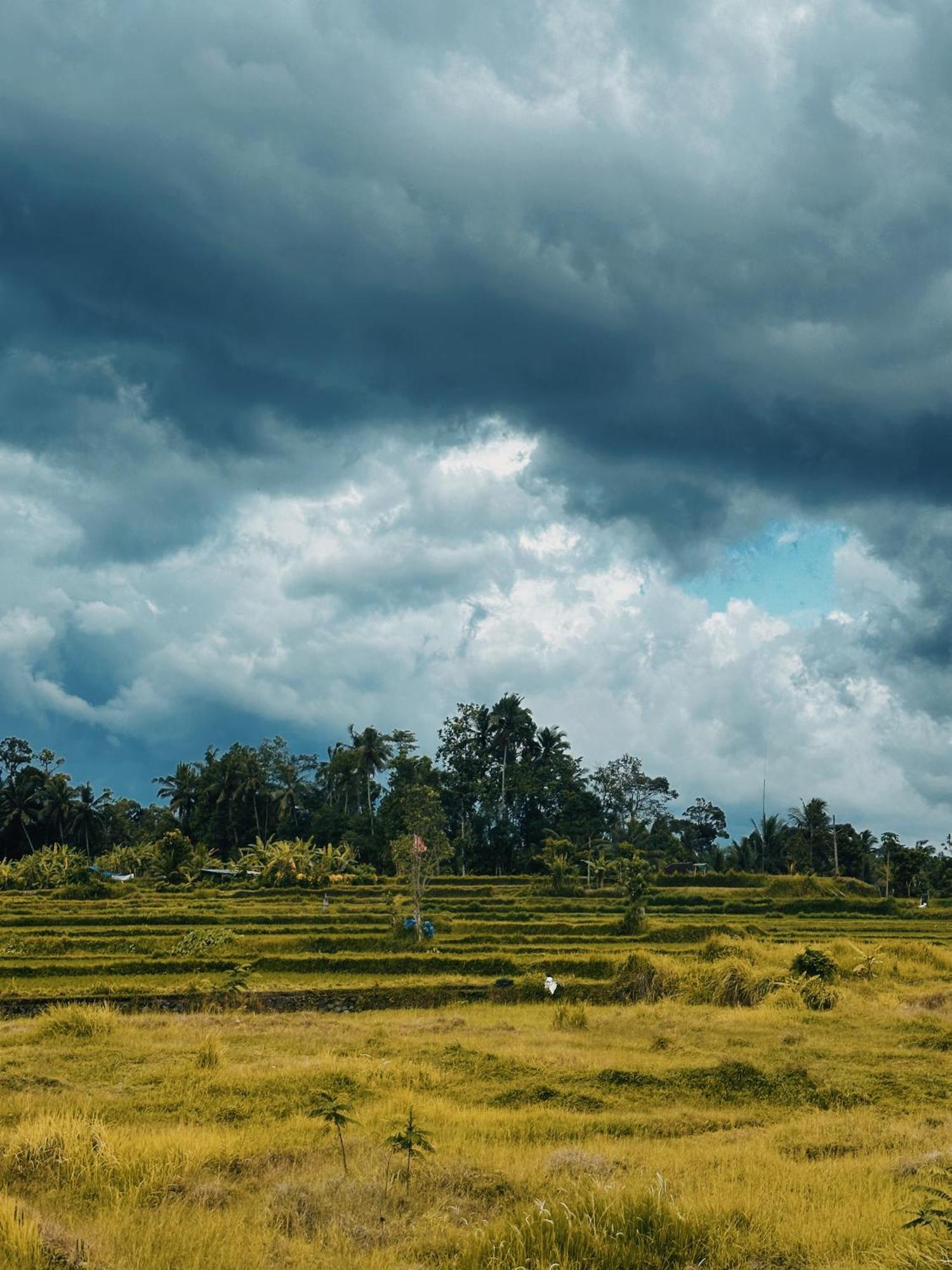 Damuh * Ubud (Bali)