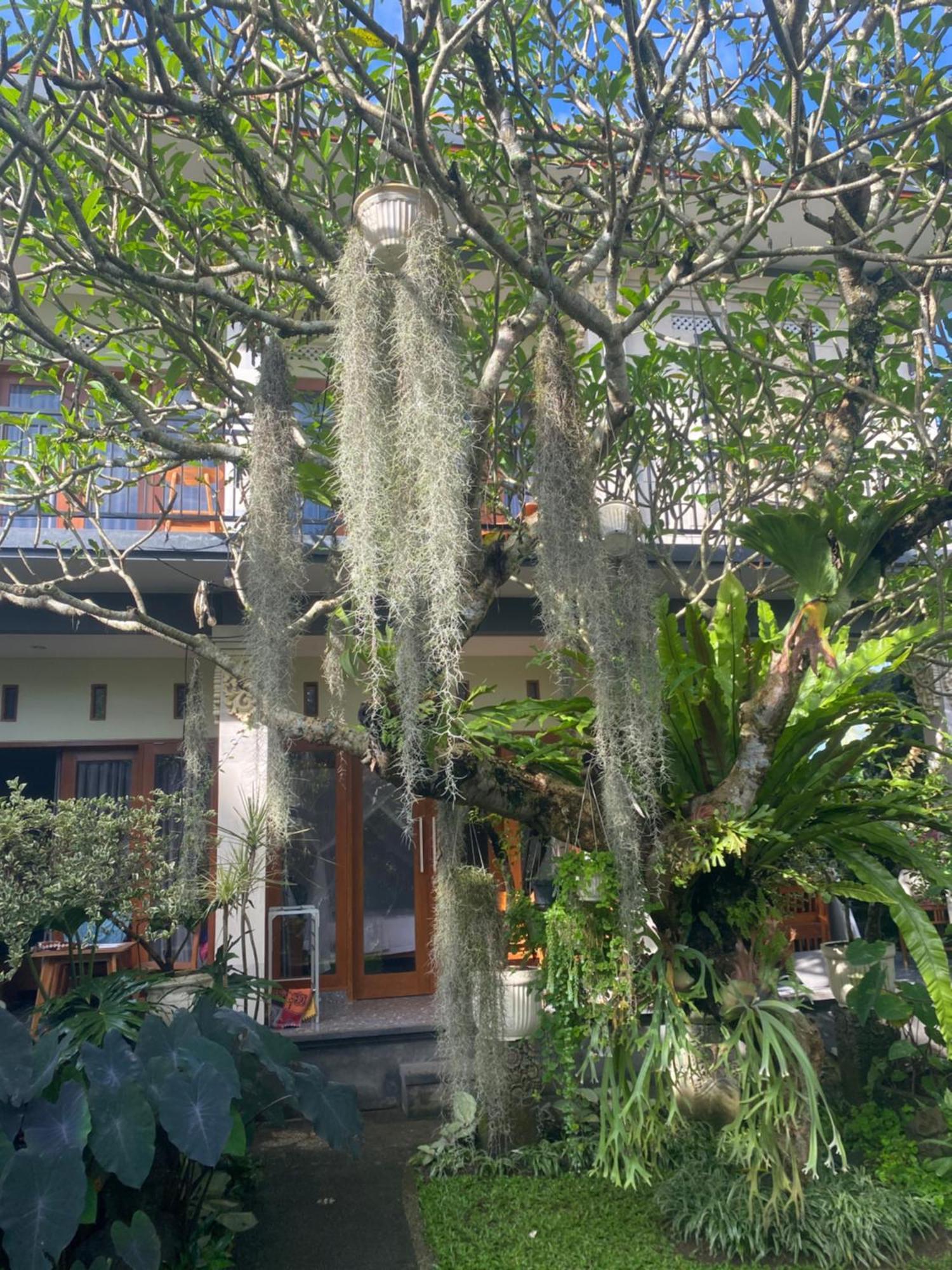 Suryadina Guest house Ubud (Bali)