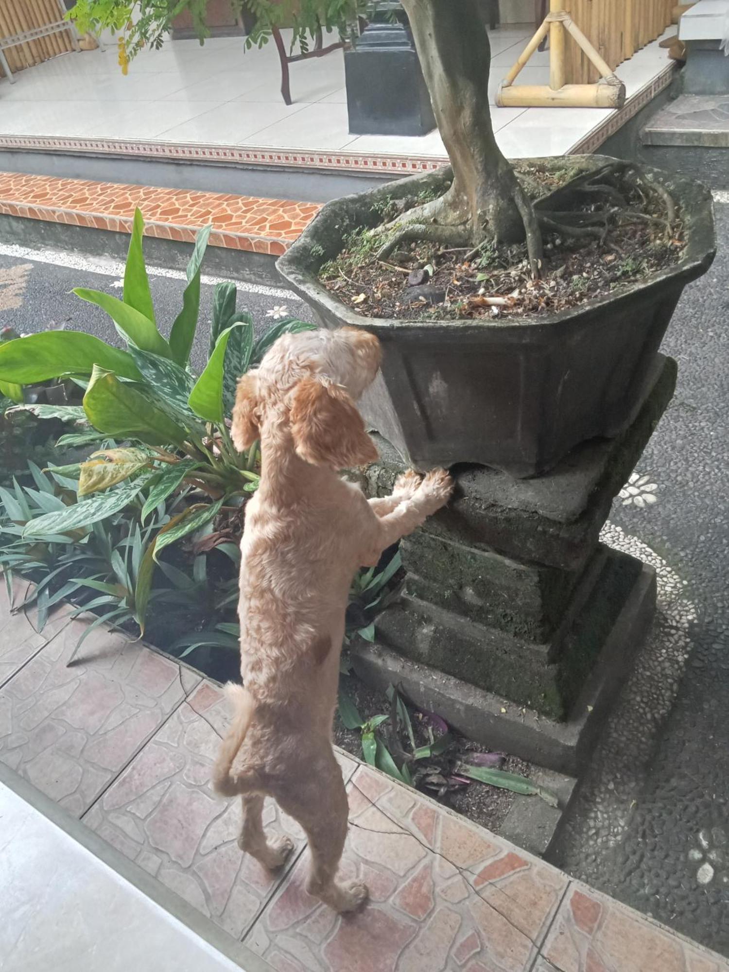 Dewi Antara Guest house Ubud (Bali)