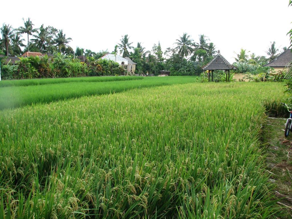 Dormy Rumah Pakir * Ubud (Bali)