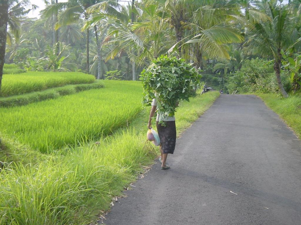 Orchid Bali