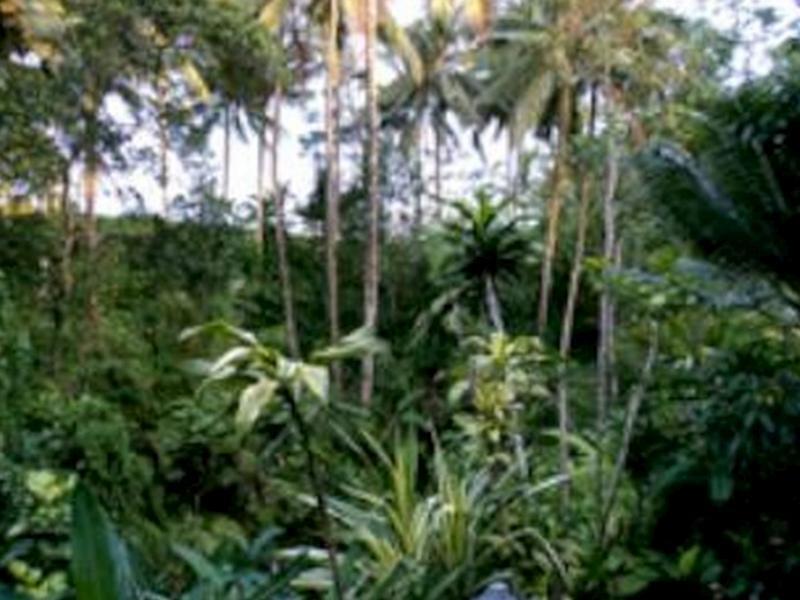 Mulawarman * Ubud (Bali)