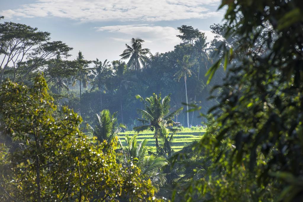 Shamballa * Ubud