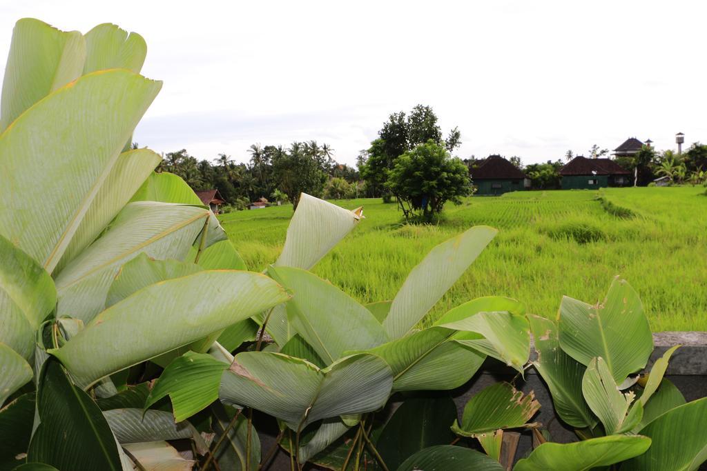 Uma Kutuh 2 Guest house Ubud (Bali)