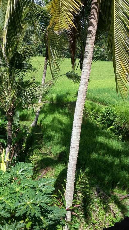 Kishi-kishi * Ubud (Bali)