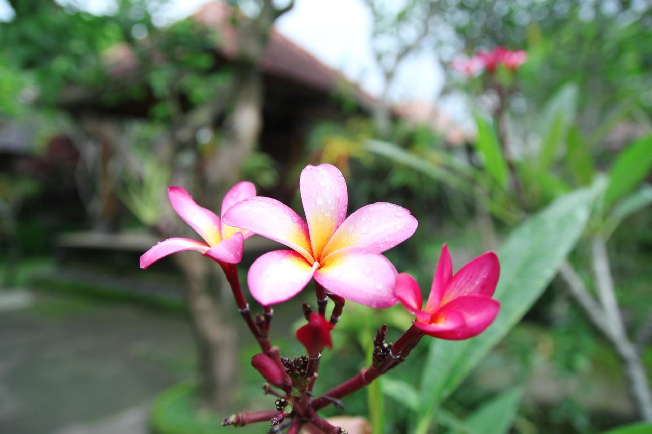 Guest house Sedana Jaya