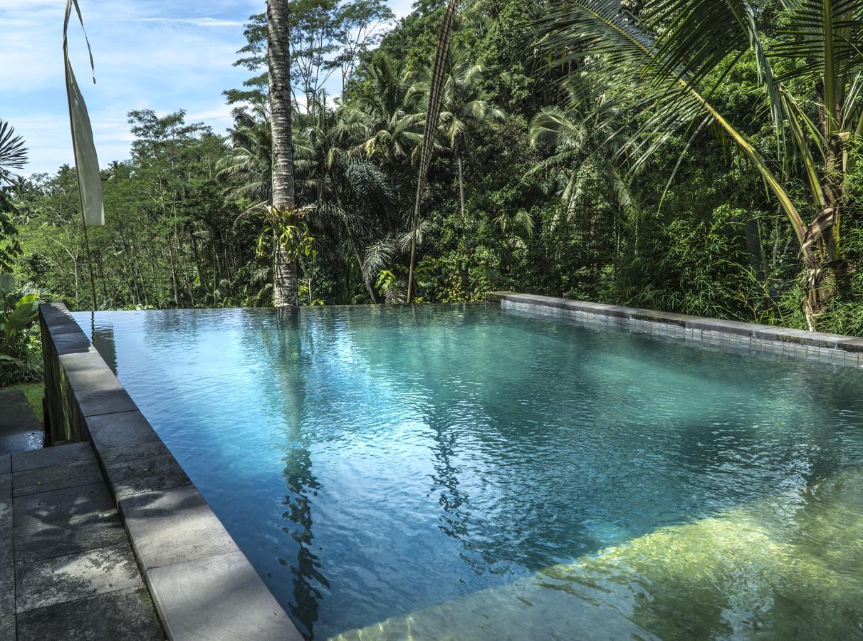 Jungle Holy Water