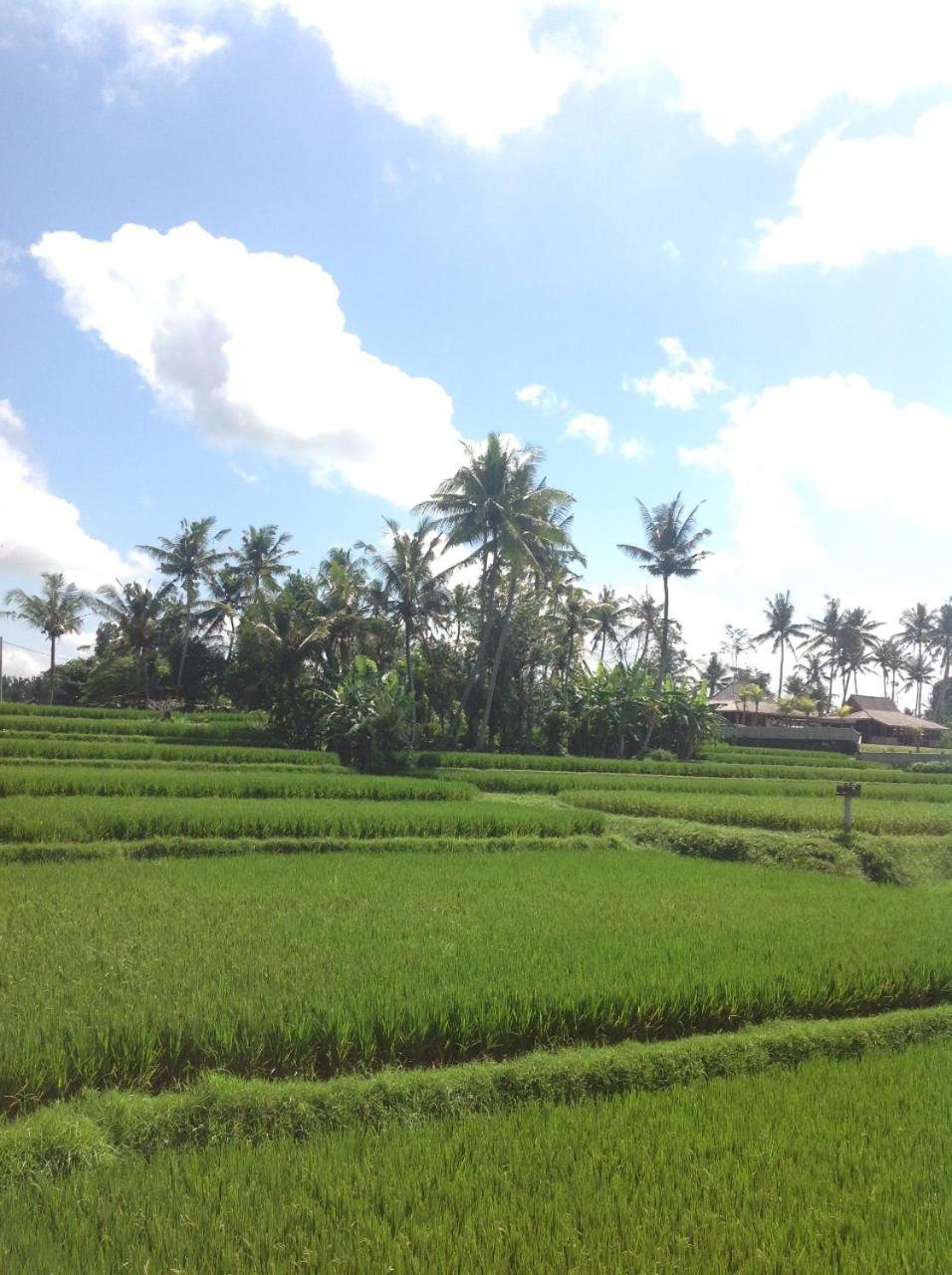 Uma Dhari By Prasi Guest house Ubud (Bali)