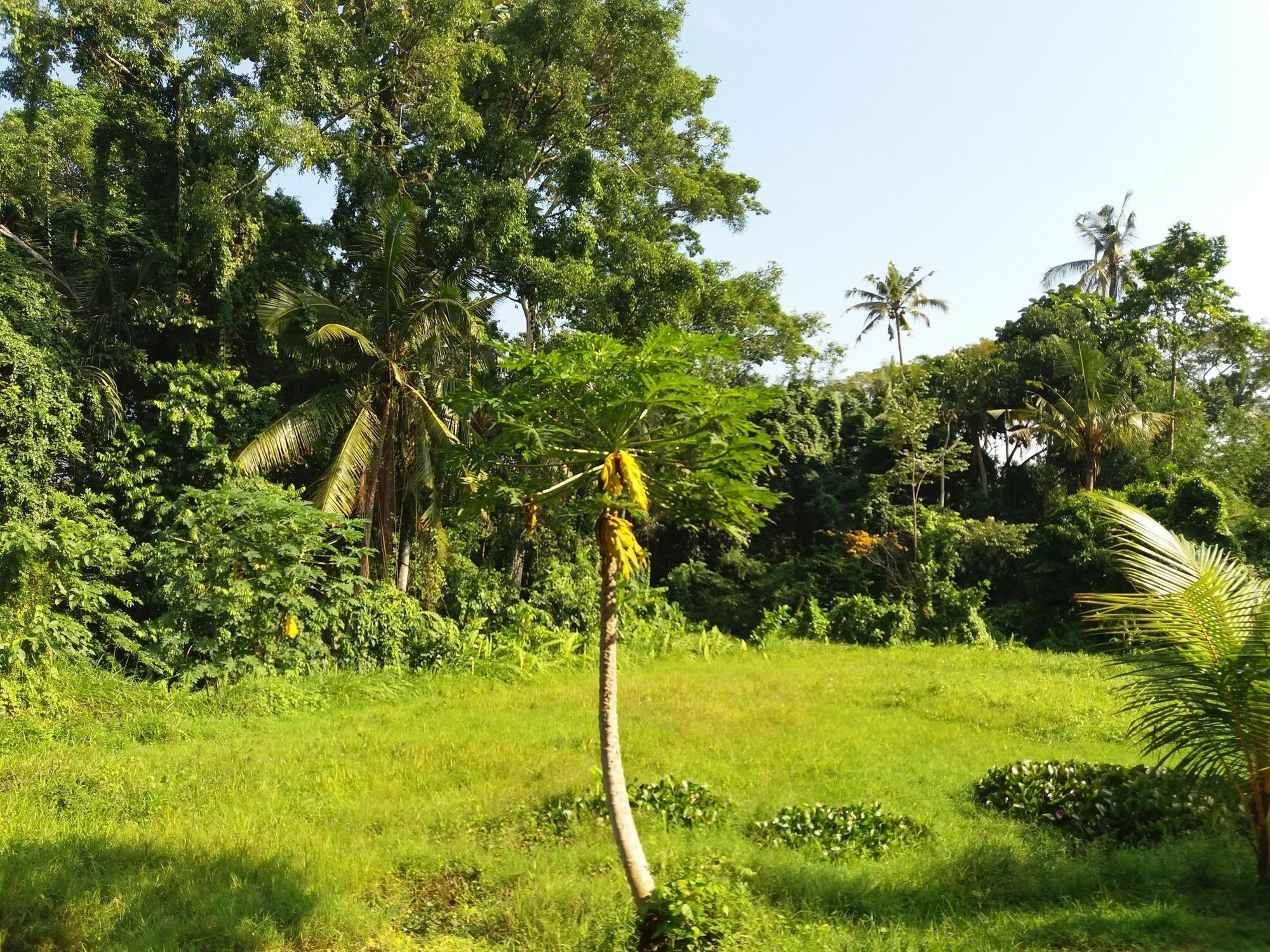 Guest house Amoya Ubud (Bali)
