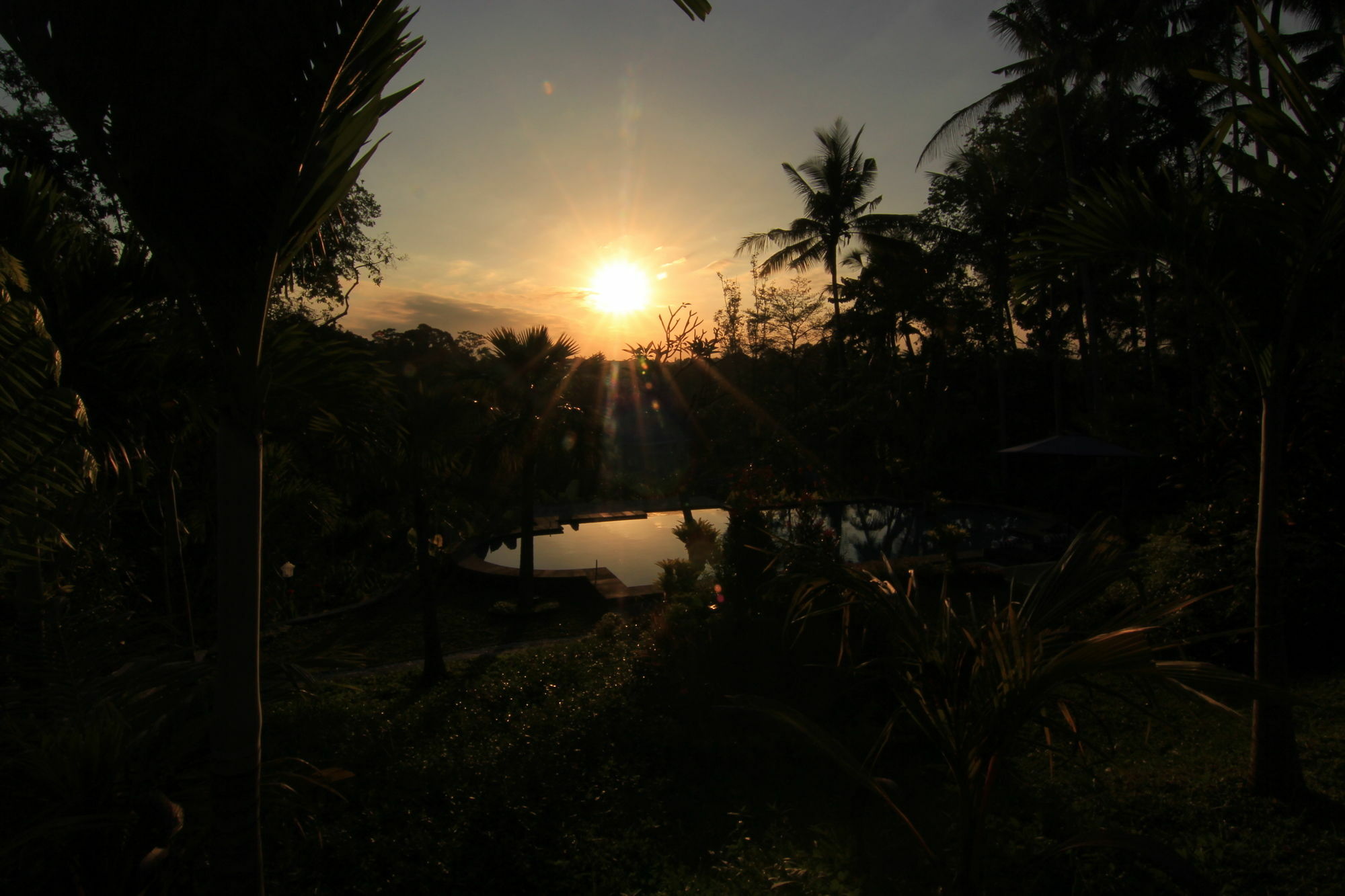 Capung Mas