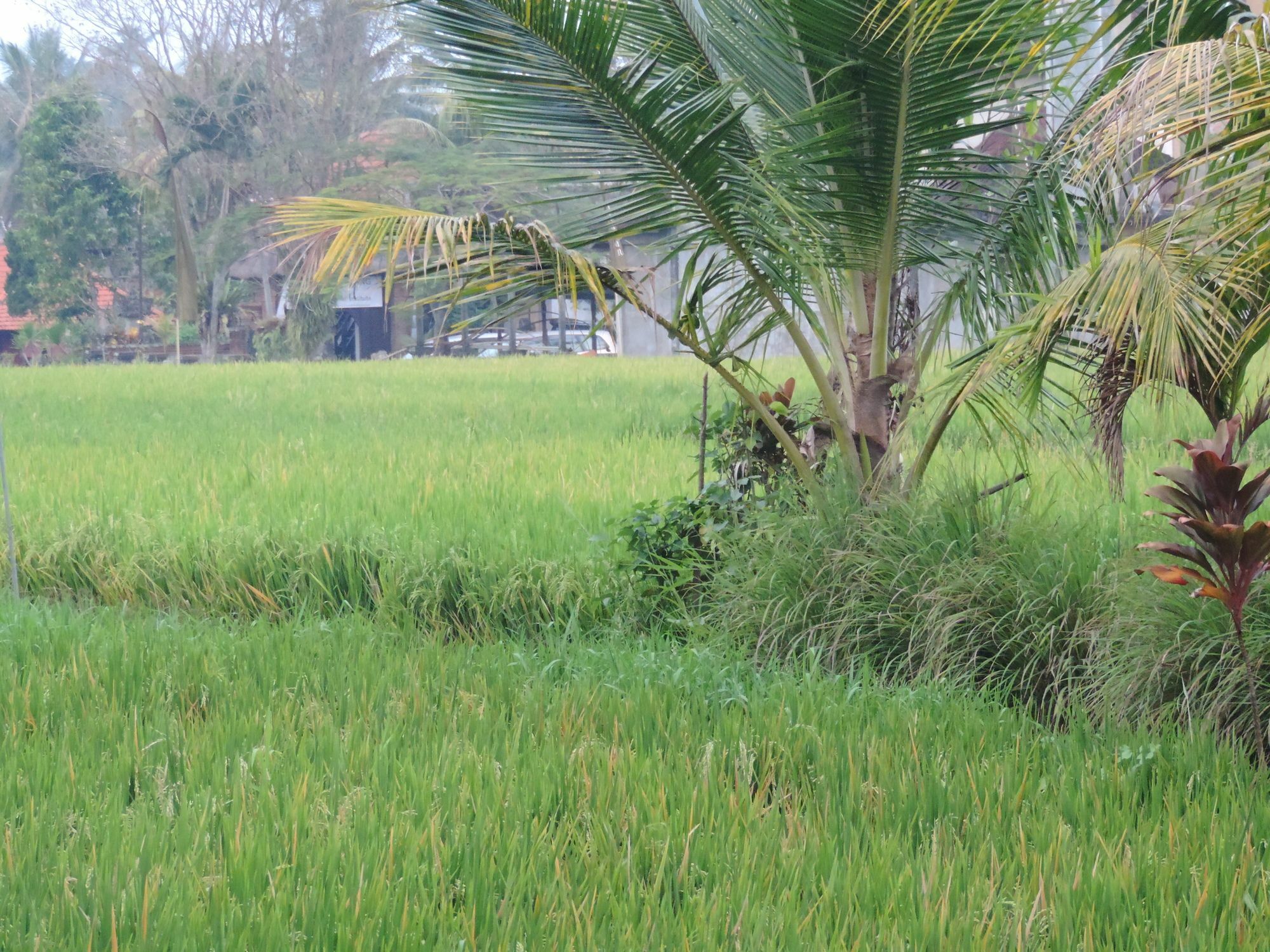 Arnawa Guest house Ubud (Bali)