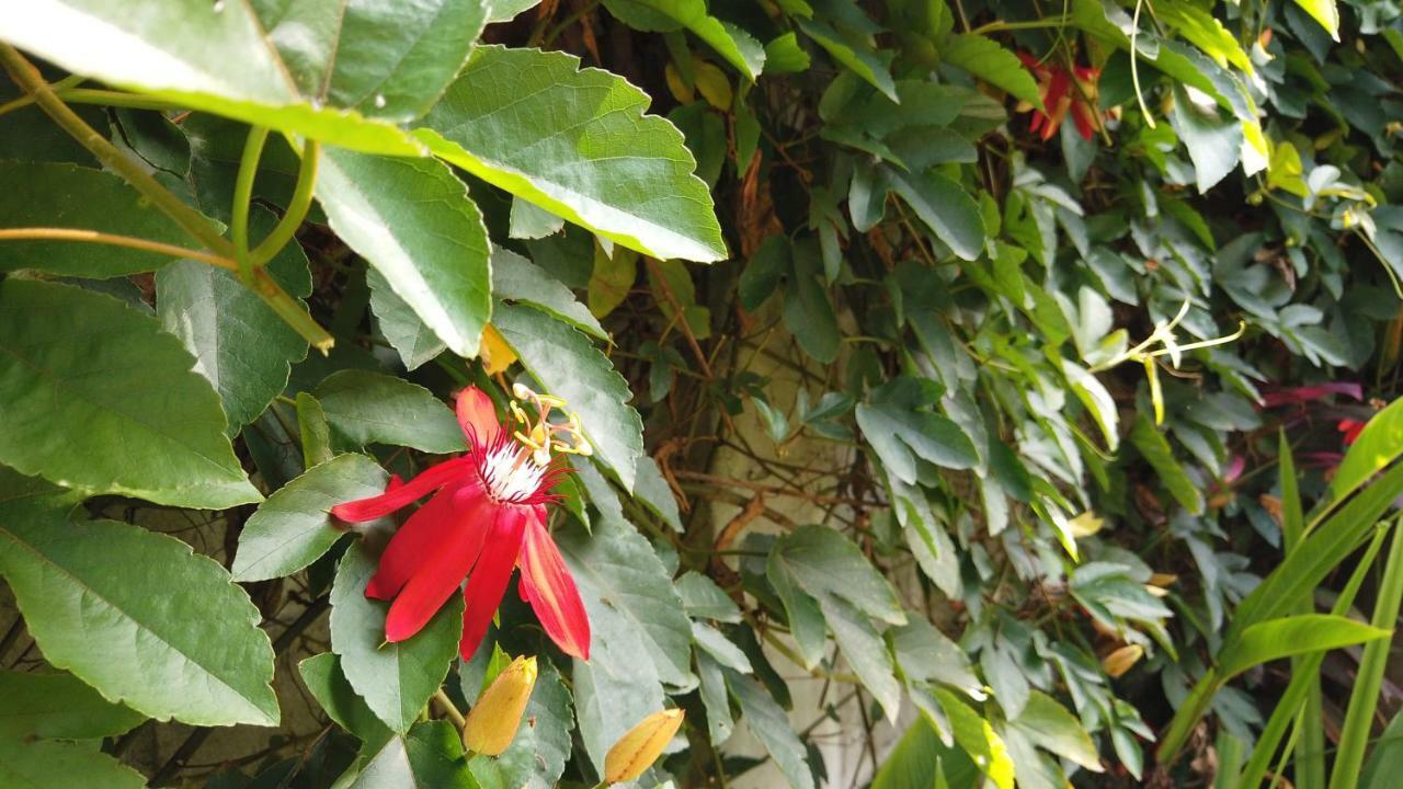 Sindu Ubud (Bali)