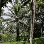 Umah Cengkeh Villa
