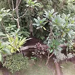Dewi Ayu Accomodation