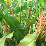 Desaka Bisma Ubud