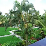 Gerebig Bungalows