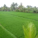The Happy Mango Tree