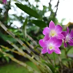 Villa Mimpi