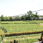 Ancut Sari