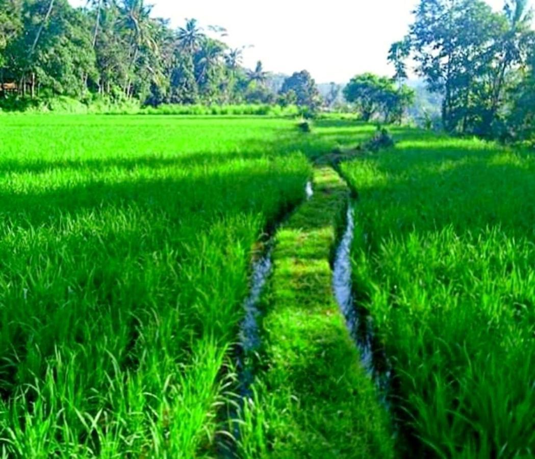 Lovely Sunrise 3 Bedroom Villa Ubud (Bali)