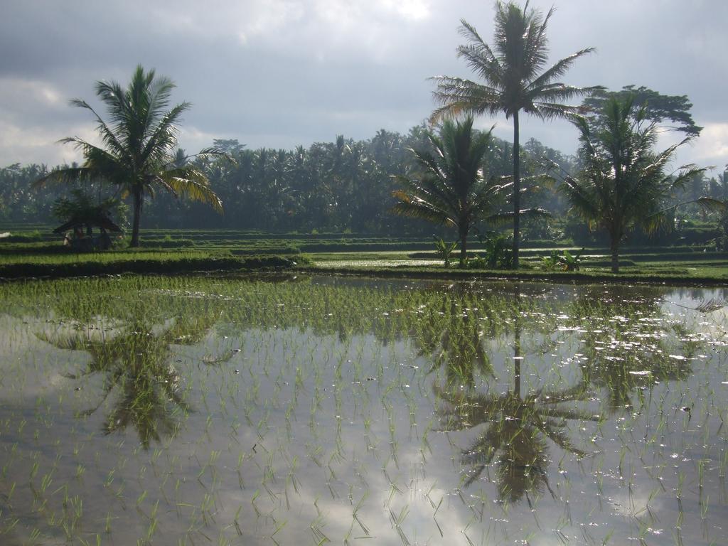 Puri Lotus Holiday park