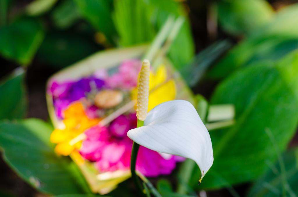 Sayan Romantis Ubud 2*