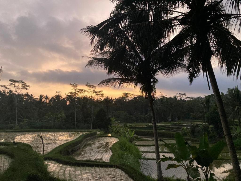 House, Quiet Place Overlooking Rice Fields *