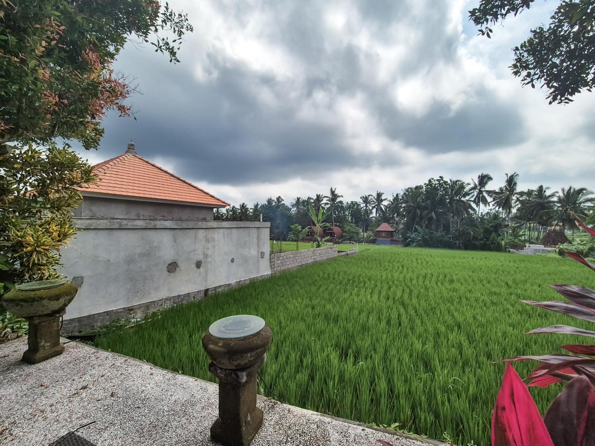 Padi Menari
