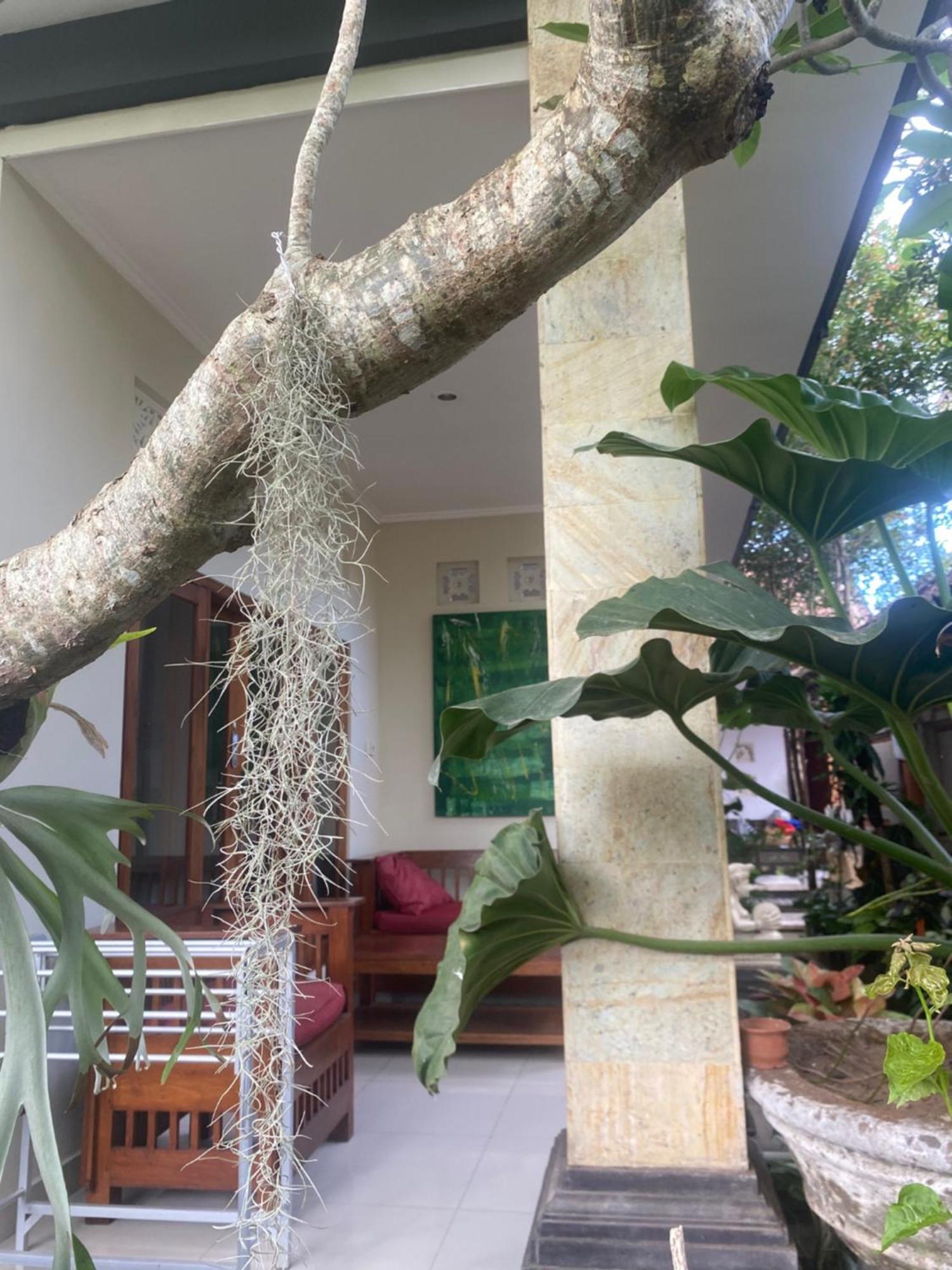 Homestay Gus Arditya Ubud (Bali)