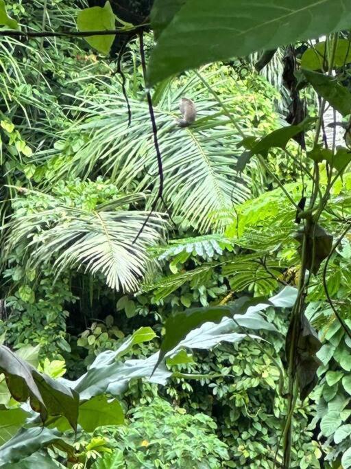 *new* Jungle Joglo With Waterfall View Villa