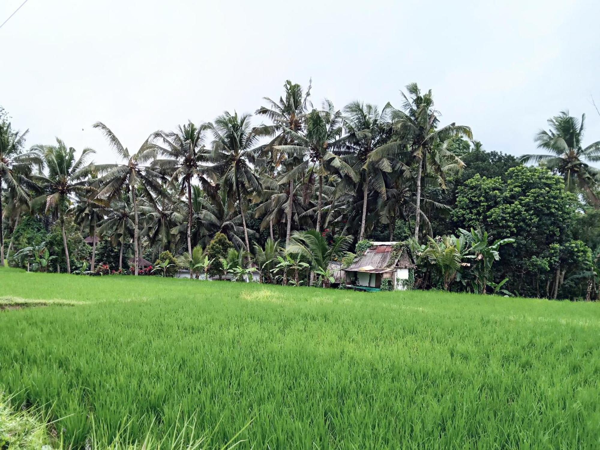 Mandala Blu Wellness Ubud
