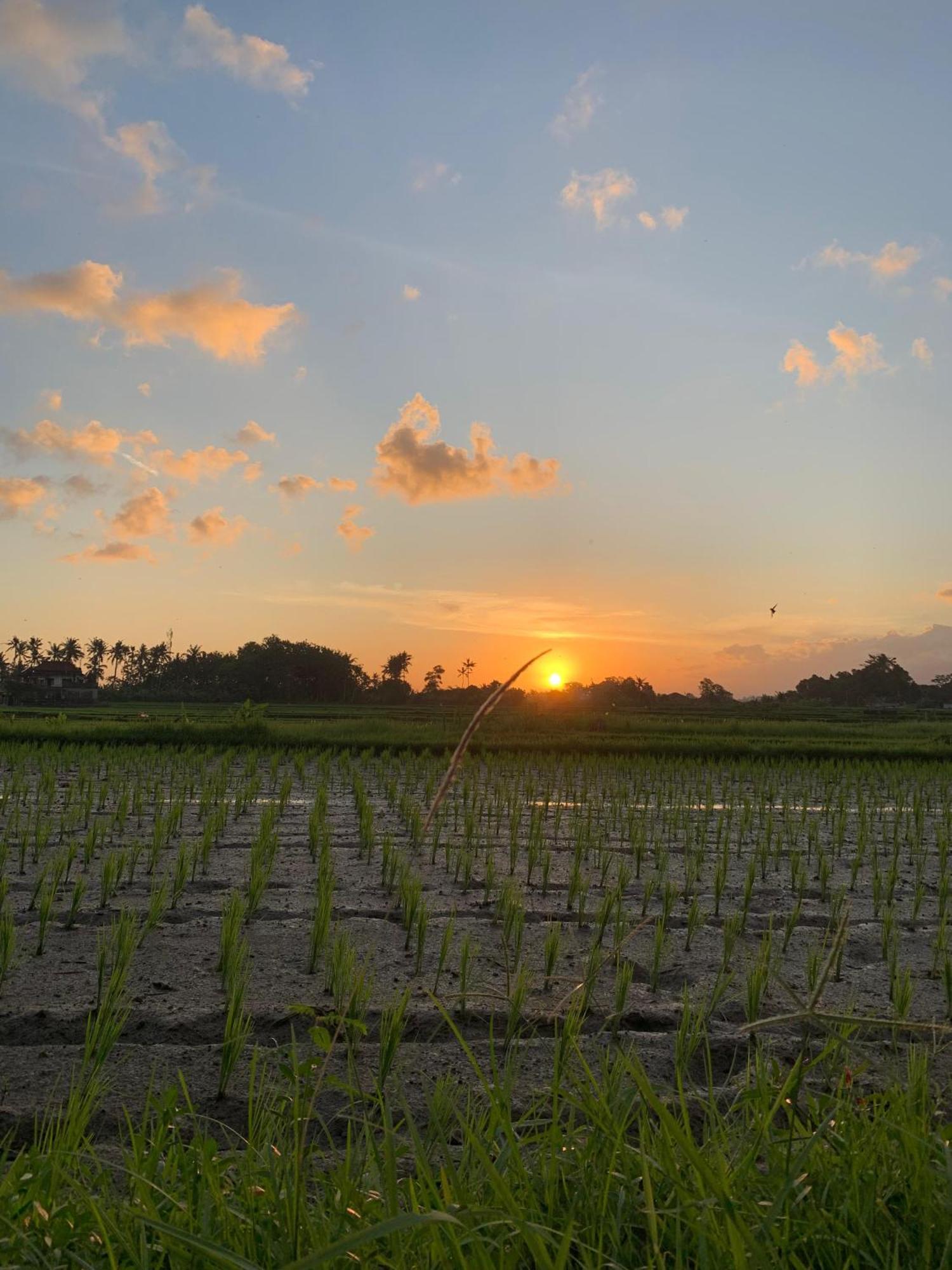 Bucu Kaja House Bed & Breakfast Ubud (Bali)