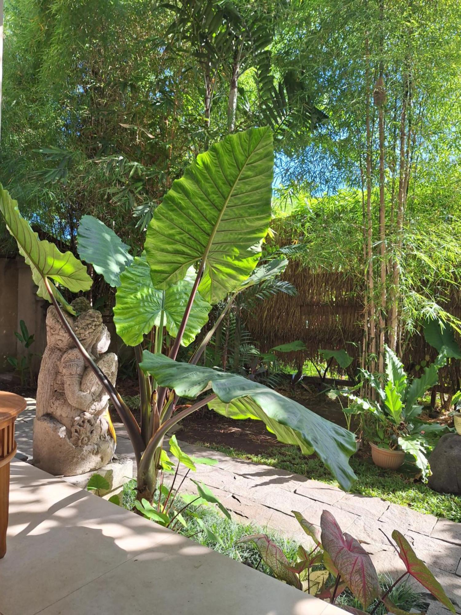 Casa de hóspedes Kasapa Ubud