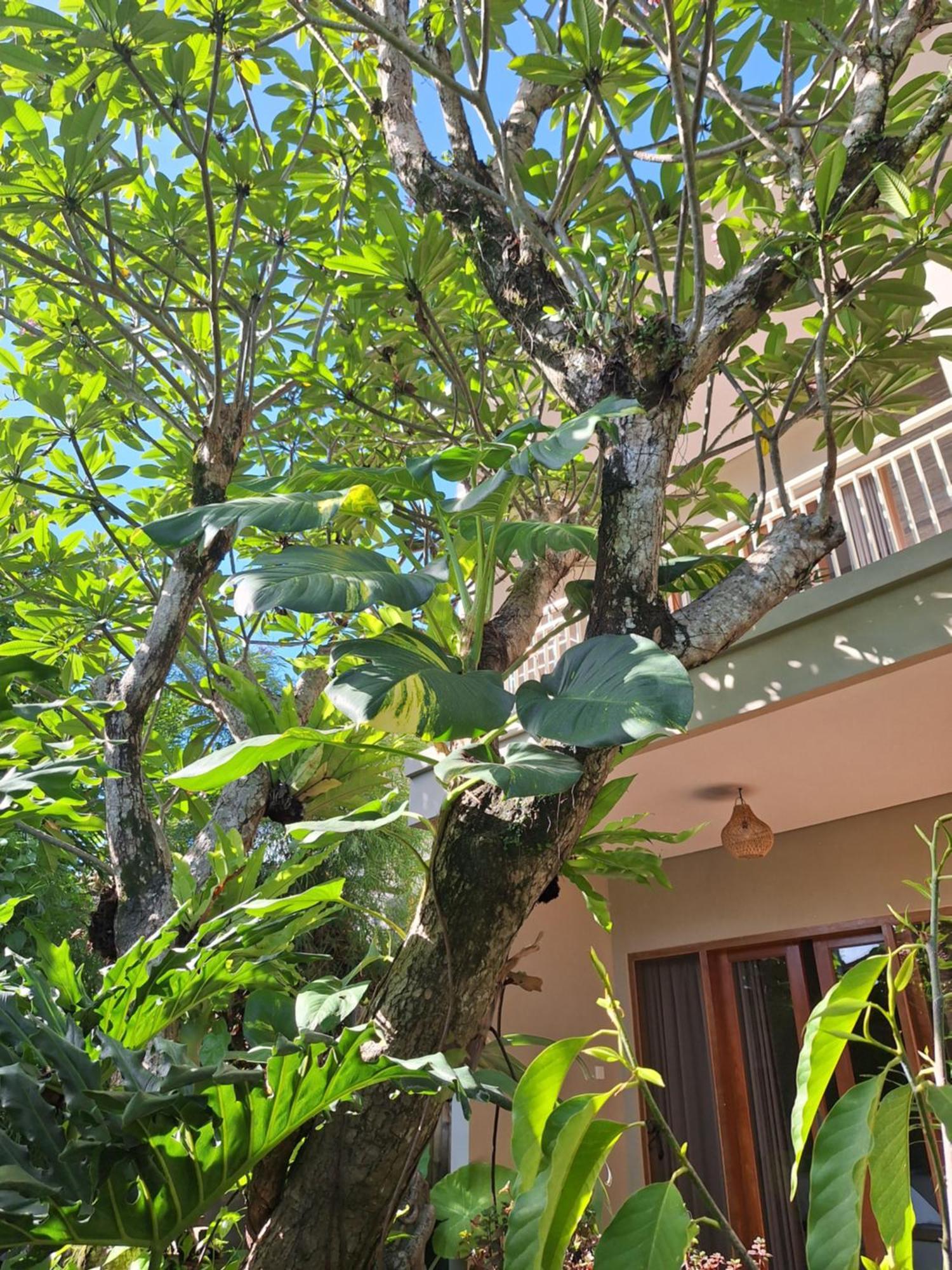 Casa de hóspedes Kasapa *