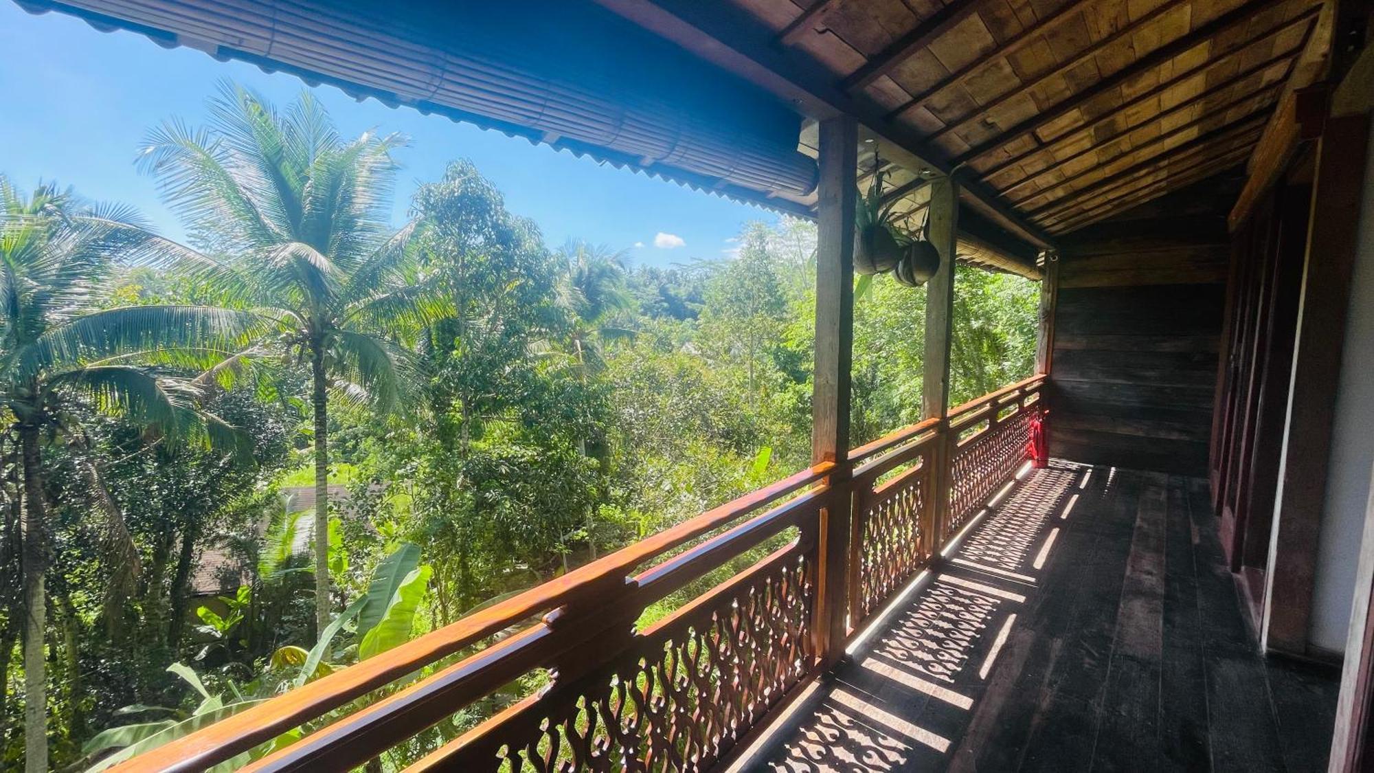 Jungle With Panoramic View