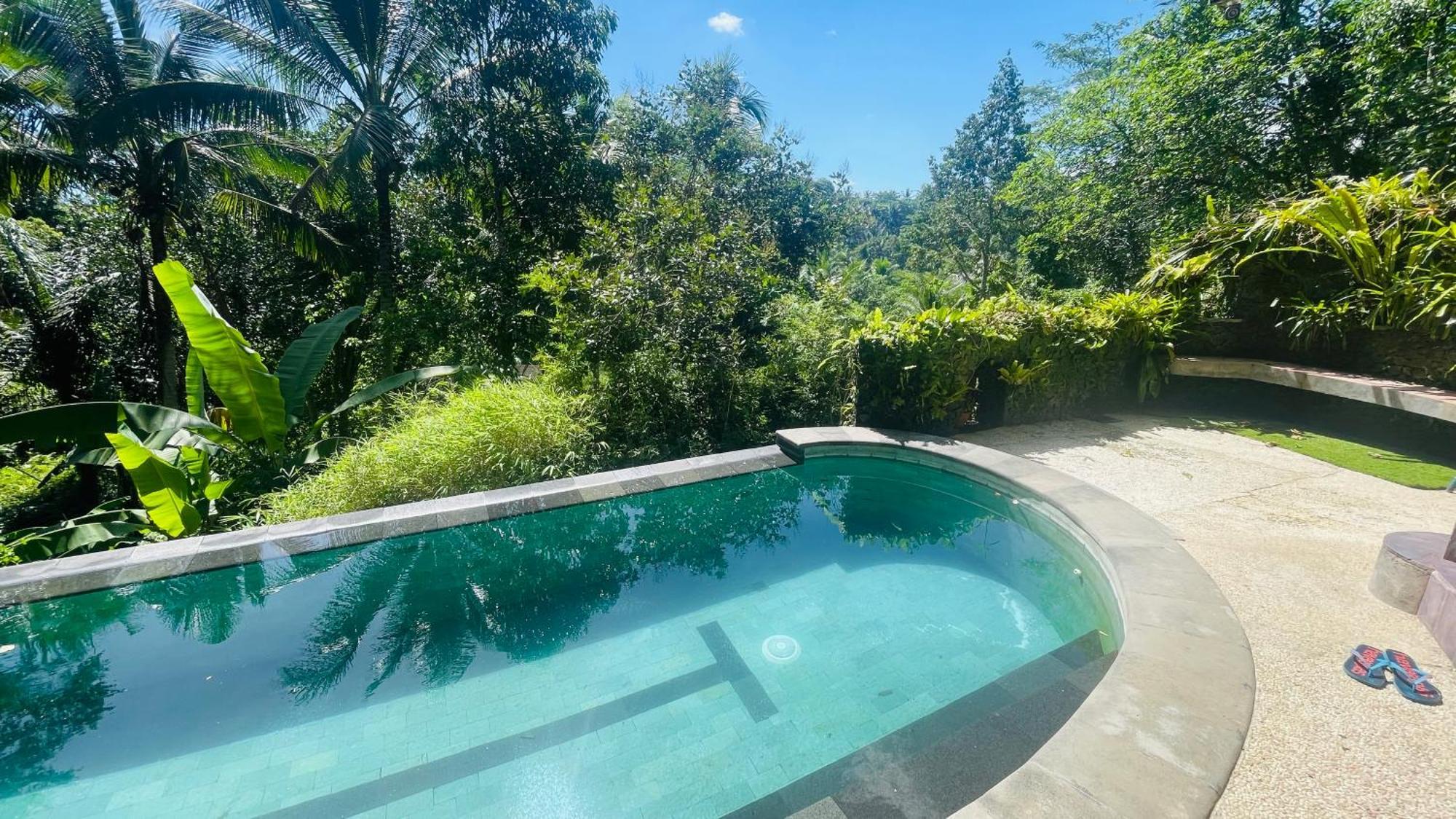 Jungle With Panoramic View